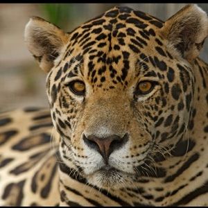 Meet your Posher, Yvonne